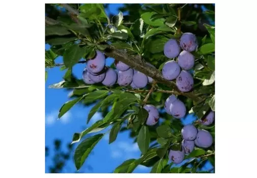 Слива ника 4-5 лет (долина холмов) зеленый