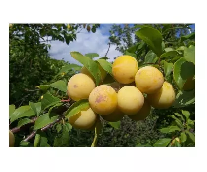 Слива утро 4-5 лет (долина холмов) зеленый