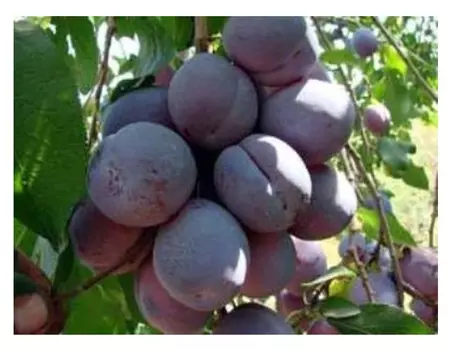 Слива волжская красавица 4-5 лет (долина холмов) зеленый