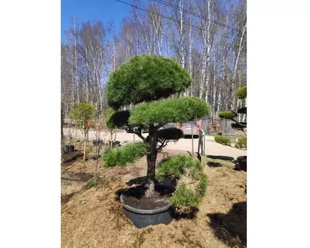 Сосна черная бонсай (долина холмов) зеленый 250.0 см.