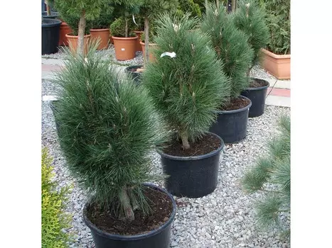 Сосна черная green tower (долина холмов) 55 см.