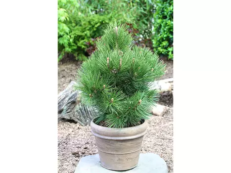 Сосна гельдрейха malinki (долина холмов) 45 см.