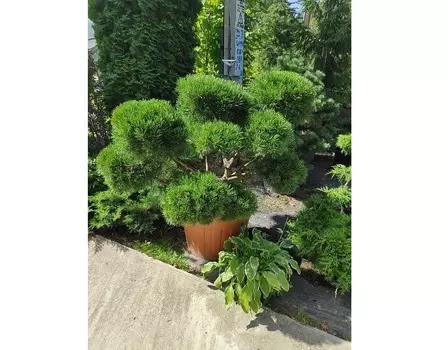 Сосна гном бонсай 1.3-1.4 м (долина холмов) зеленый 140.0 см.