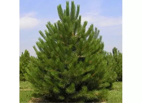 Сосна крымская (долина холмов) зеленый 200.0 см.