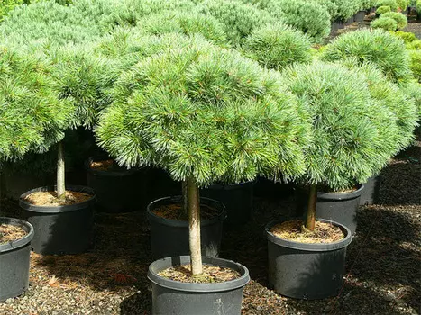 Сосна martham (долина холмов) 60 см.