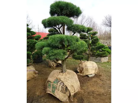 Сосна обыкновенная бонсай 1,6-1.7 м (долина холмов) 170 см.