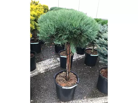 Сосна watereri на штамбе (долина холмов) 120 см.