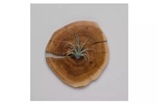 Тилландсия на спиле (wowbotanica) коричневый 24x26 см.