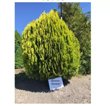 Туя ауреа нана 1.0-1.5 м (долина холмов) зеленый 100 см.