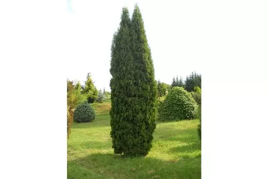 Туя колумна (долина холмов) зеленый 250.0 см.