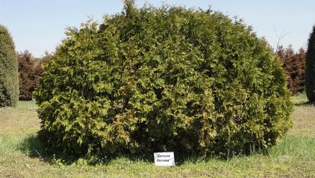 Туя шаровидная 1.0-1.5м (долина холмов) зеленый 100 см.