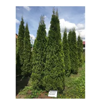 Туя смарагд 1.8-2.3 м (долина холмов) зеленый 180 см.