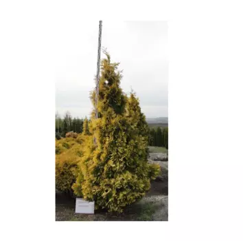 Туя yellow ribon 2.0-2.5 м (долина холмов) зеленый 200 см.