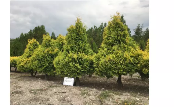 Туя золотистая 1.5-2.0 м (долина холмов) зеленый 150 см.