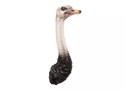 Украшение настенное ostrich (kare) мультиколор 25x72x19 см.