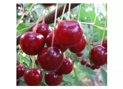 Вишня десертная 4-5 лет (долина холмов) зеленый