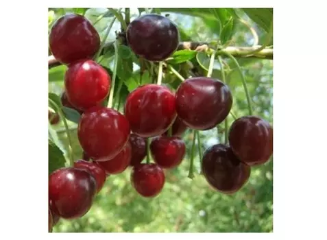 Вишня гриот московский 4-5 лет (долина холмов) зеленый