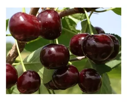 Вишня харитоновская 4-5 лет (долина холмов) зеленый