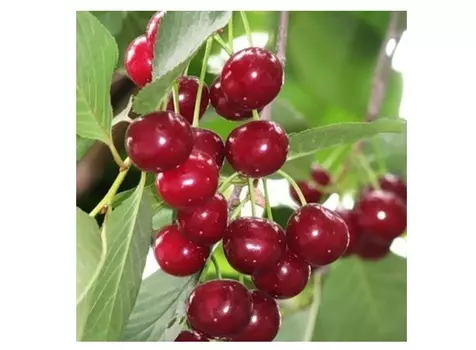 Вишня любская 4-5 лет (долина холмов) зеленый