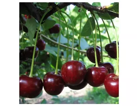 Вишня молодежная 4-5 лет (долина холмов) зеленый