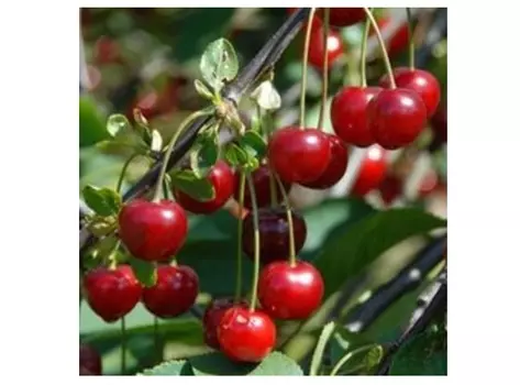 Вишня прима 4-5 лет (долина холмов) зеленый