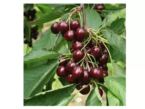 Вишня шоколадница 4-5 лет (долина холмов) зеленый