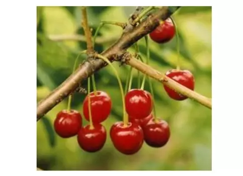 Вишня скороспелка 4-5 лет (долина холмов) зеленый