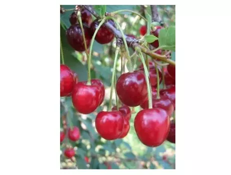 Вишня жуковская 4-5 лет (долина холмов) зеленый