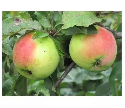 Яблоня антоновка 4-5 лет (долина холмов) зеленый