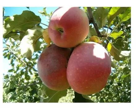 Яблоня апорт 4-5 лет (долина холмов) зеленый