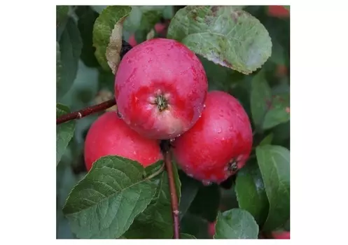 Яблоня брусничное 4-5 лет (долина холмов) зеленый