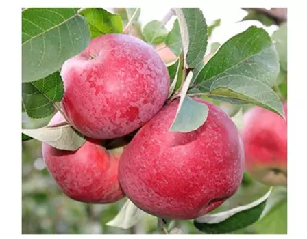 Яблоня лобо 4-5 лет (долина холмов) зеленый