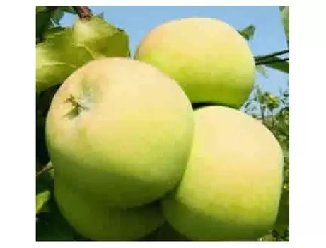 Яблоня мартовское 4-5 лет (долина холмов) зеленый