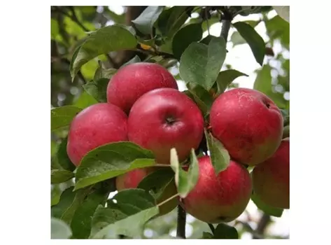 Яблоня мельба 4-5 лет (долина холмов) зеленый