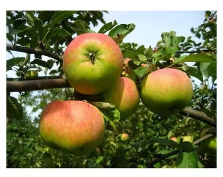 Яблоня орловим 4-5 лет (долина холмов) зеленый