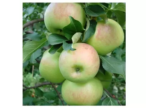 Яблоня орловский синап 4-5 лет (долина холмов) зеленый
