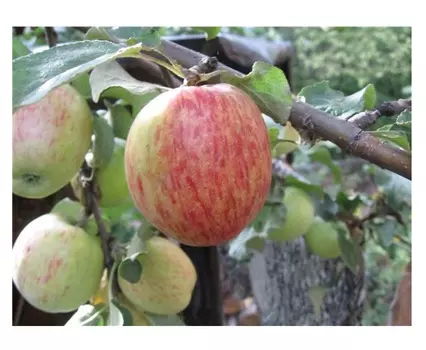 Яблоня орловское полосатое 4-5 лет (долина холмов) зеленый