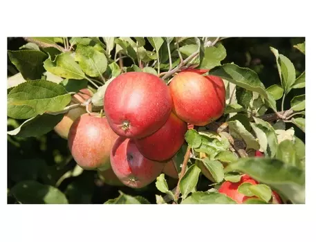 Яблоня пепин шафрановый 4-5 лет (долина холмов) зеленый