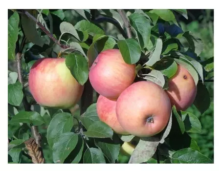 Яблоня услада 4-5 лет (долина холмов) зеленый