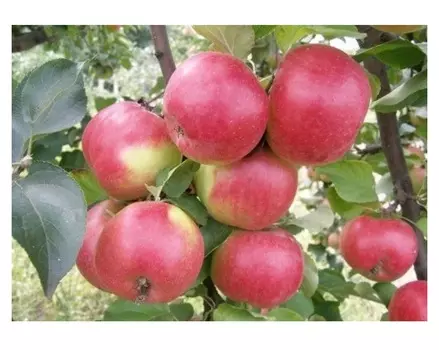 Яблоня жигулевское 4-5 лет (долина холмов) зеленый