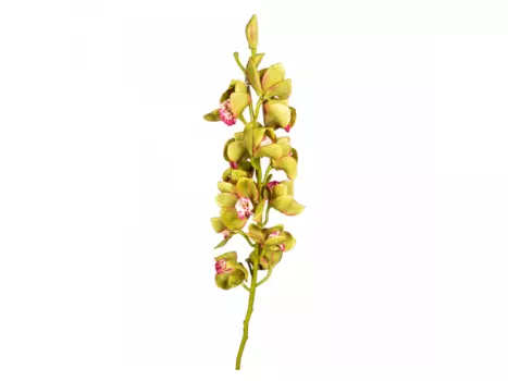 Зимняя орхидея (desondo) мультиколор 120 см.