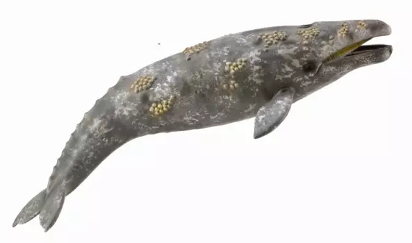 Фигурка - Серый кит, размер XL