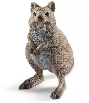 Короткохвостый кенгуру