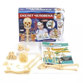 Набор для опытов Скелет человека- серия Маленький ученый