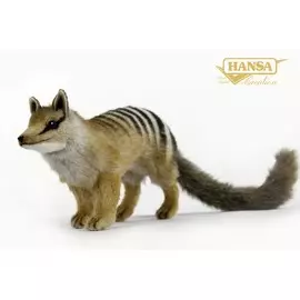 Намбат, 16 см