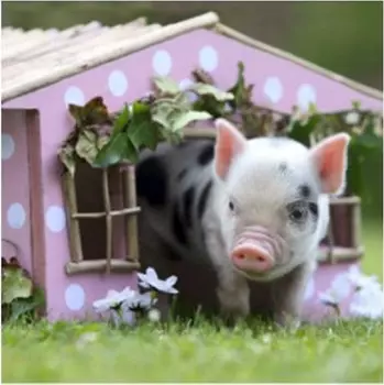 Пазл 360 Год Свиньи 2019 + 4 магнита, вид 4