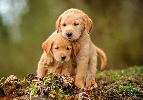 Пазл Castorland 500 деталей, Щенячья любовь