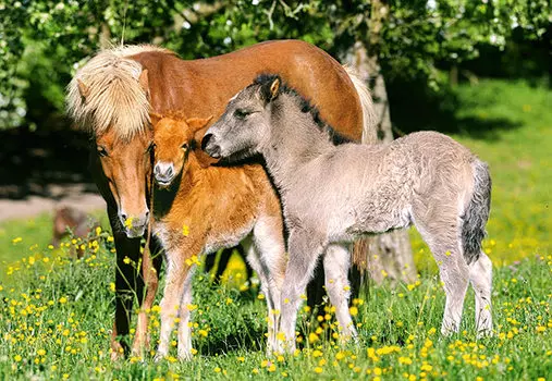 Пазл Лошадки, 120 элементов