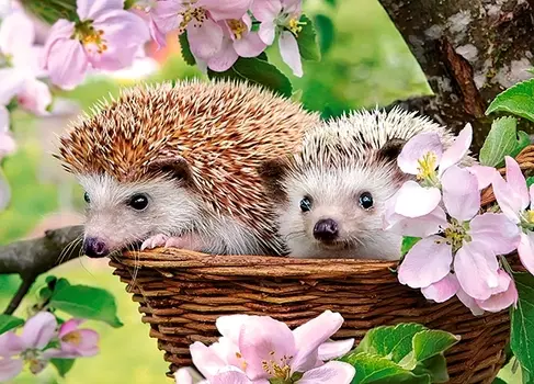 Пазлы Castorland Животные – Ежики, 120 деталей