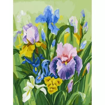 Раскраски по номерам - Нежные ирисы, 30 х 40 см